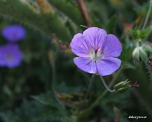 Daniela Valchářová