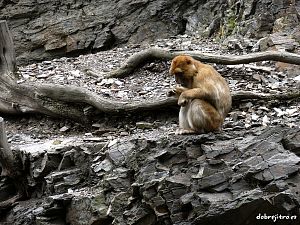 Zdeňka Miškejová