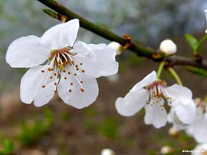 Veronika Miškejová