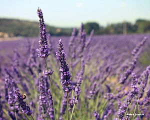 Daniela Valchářová