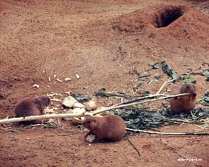 Daniela Valchářová