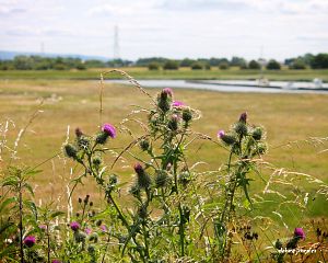 Daniela Valchářová