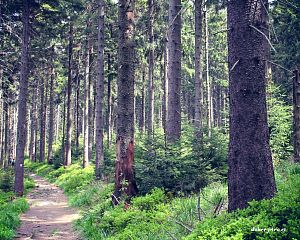 Daniela Valchářová