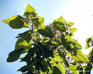 Daniela Valchářová