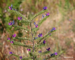 Daniela Valchářová