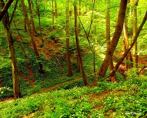 Jaroslava Cýrusová