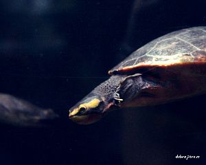 Daniela Valchářová