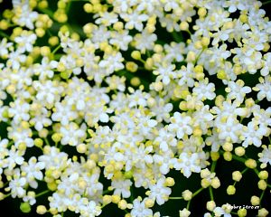 Daniela Valchářová