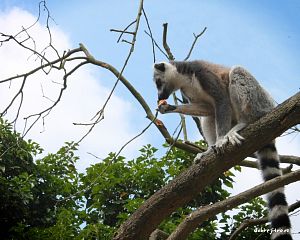 Daniela Valchářová