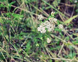 Daniela Valchářová