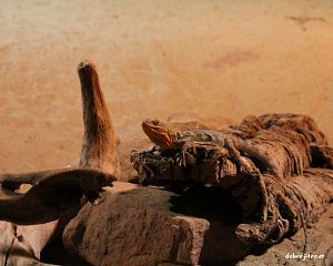 Daniela Valchářová