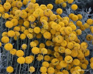 Daniela Valchářová