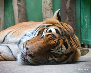 Daniela Valchářová