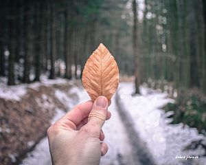 Daniela Valchářová