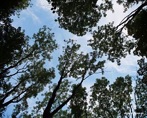 Daniela Valchářová