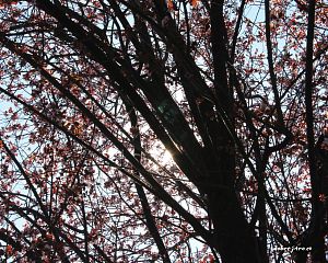 Daniela Valchářová