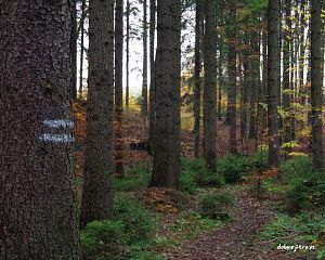 Daniela Valchářová