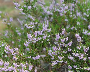 Daniela Valchářová