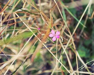 Daniela Valchářová