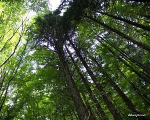 Daniela Valchářová