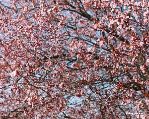 Daniela Valchářová