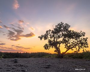 Daniela Valchářová