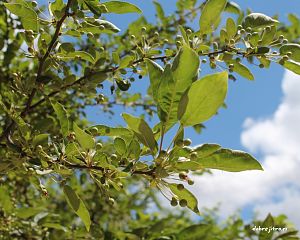 Daniela Valchářová