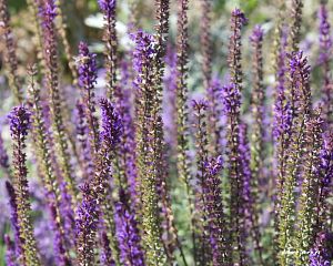 Daniela Valchářová