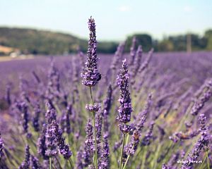 Daniela Valchářová