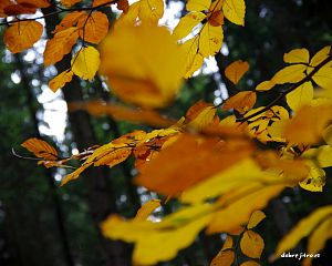 Daniela Valchářová