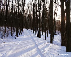 Daniela Valchářová