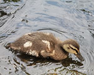 Daniela Valchářová