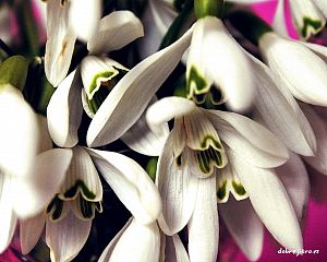 Daniela Valchářová