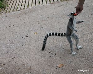 Daniela Valchářová