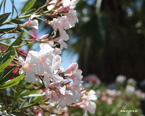 Daniela Valchářová