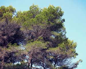 Daniela Valchářová