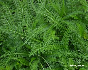 Daniela Valchářová