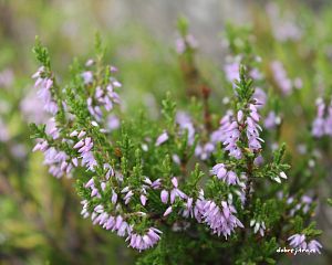 Daniela Valchářová