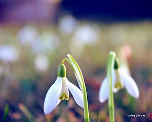 Daniela Valchářová
