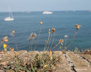 Daniela Valchářová